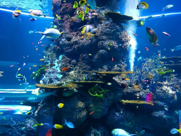 La Jolla Riviera Inn