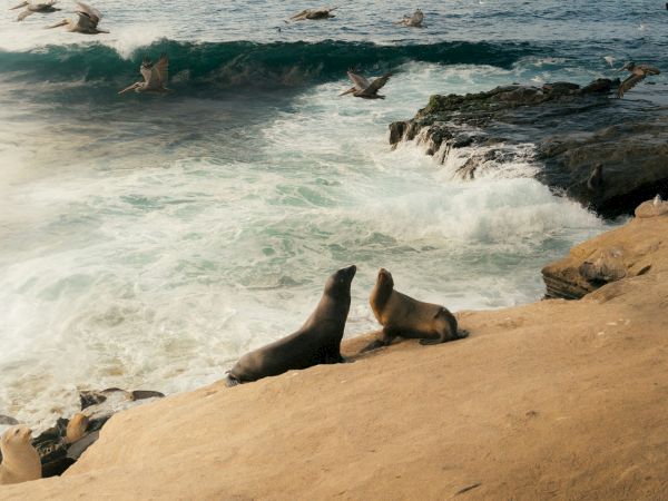 Seabirds take flight over crashing waves along a rocky shoreline, while some seals lounge on the sandy bank below.