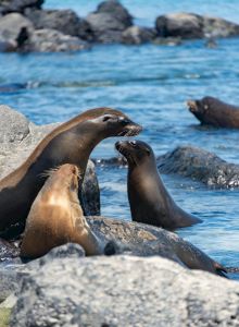 La Jolla Riviera Inn